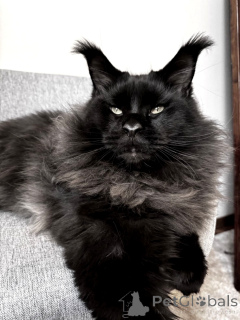 Foto №2 zu Ankündigung № 145484 zu verkaufen maine-coon-katze - einkaufen Russische Föderation vom kindergarten, züchter