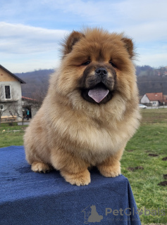 Foto №1. chow-chow - zum Verkauf in der Stadt Belgrad | verhandelt | Ankündigung № 131760