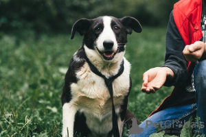 Foto №2 zu Ankündigung № 17050 zu verkaufen mischlingshund - einkaufen Russische Föderation aus dem tierheim