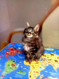 Foto №4. Ich werde verkaufen kurilen bobtail in der Stadt Sewastopol. züchter - preis - 498€