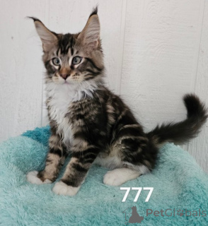 Foto №1. maine-coon-katze - zum Verkauf in der Stadt Arkansas City | 484€ | Ankündigung № 164083