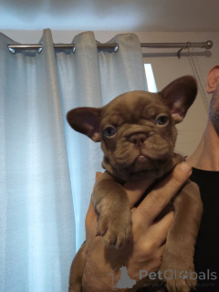 Foto №3. Entzückende Welpen, die Ihr Herz zum Schmelzen bringen!. USA