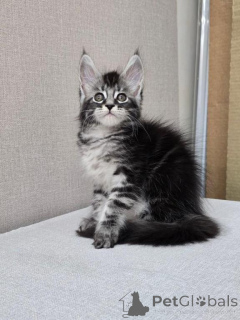 Foto №1. maine-coon-katze - zum Verkauf in der Stadt Cannon Beach | 404€ | Ankündigung № 147112