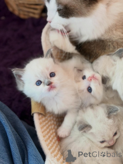 Foto №3. Elegante Ragdoll-Kätzchen zum Verkauf. Sanfte Herzen und wunderschöne blaue. Niederlande