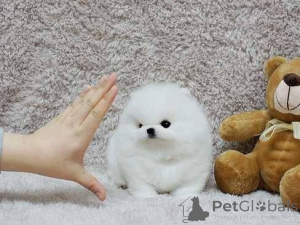 Foto №1. pommersche spitz - zum Verkauf in der Stadt Mayrhofen | verhandelt | Ankündigung № 138847