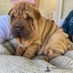 Foto №1. shar-pei - zum Verkauf in der Stadt Linz | verhandelt | Ankündigung № 175006