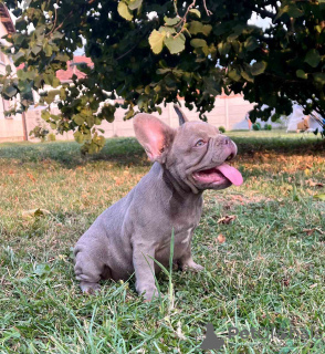 Foto №2 zu Ankündigung № 116980 zu verkaufen französische bulldogge - einkaufen Serbien 