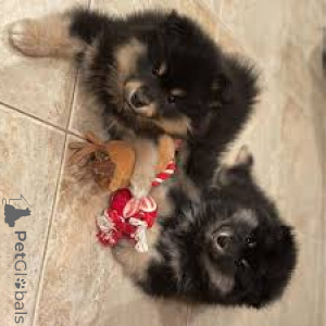 Foto №2 zu Ankündigung № 169377 zu verkaufen finnischer lapphund - einkaufen Finnland quotient 	ankündigung, züchter
