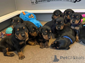 Foto №2 zu Ankündigung № 137492 zu verkaufen  - einkaufen Schweiz quotient 	ankündigung