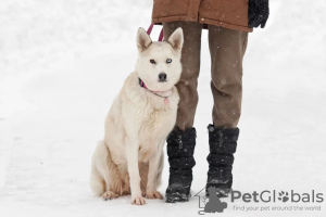 Foto №1. mischlingshund - zum Verkauf in der Stadt Москва | Frei | Ankündigung № 82812