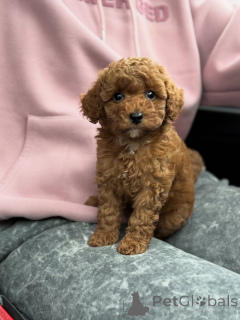 Foto №3. Lernen Sie Milo kennen, das kleine Bündel Freude, das jeden Tag mit Lächeln,. Niederlande