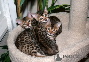 Foto №3. Wunderschöne Bengalkätzchen zur Vermittlung. Estland