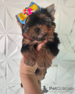 Foto №2 zu Ankündigung № 132210 zu verkaufen mischlingshund - einkaufen Spanien quotient 	ankündigung