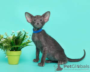 Foto №3. Orientalische Katzen. Russische Föderation