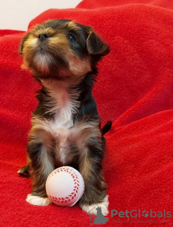 Foto №2 zu Ankündigung № 20725 zu verkaufen yorkshire terrier - einkaufen Deutschland quotient 	ankündigung