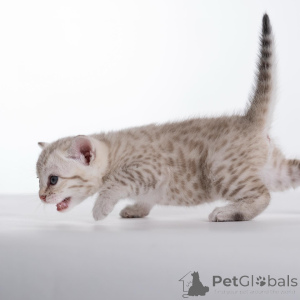 Foto №3. Furchtlos, verspielt und voller Charme lernen Sie Kai kennen, unseren wilden. Schweden