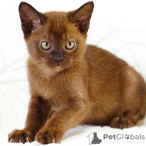 Foto №1. burma-katze - zum Verkauf in der Stadt Essens | 350€ | Ankündigung № 176680