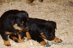 Foto №3. Schöne Rottweiler.. USA