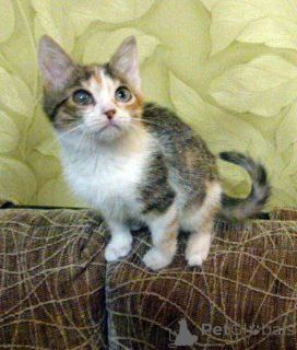 Foto №3. Mädchen Iriska sucht ein Zuhause!. Russische Föderation