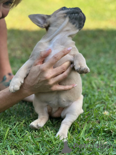 Zusätzliche Fotos: Welpen zu verkaufen Sehr süße französische Bulldoggenwelpen