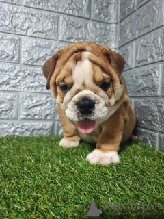 Foto №1. englische bulldogge - zum Verkauf in der Stadt Sremska Mitrovica | verhandelt | Ankündigung № 114655