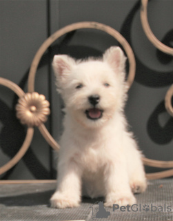 Zusätzliche Fotos: West Highland White Terrier Welpe weiblich