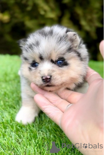 Foto №4. Ich werde verkaufen otterhund in der Stadt Belgrad.  - preis - verhandelt