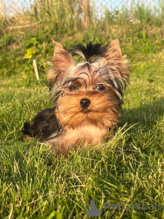 Foto №1. yorkshire terrier - zum Verkauf in der Stadt Daugavpils | 663€ | Ankündigung № 113894