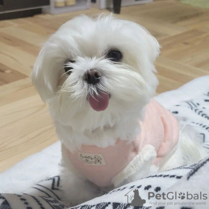 Foto №2 zu Ankündigung № 90128 zu verkaufen malteser - einkaufen USA züchter