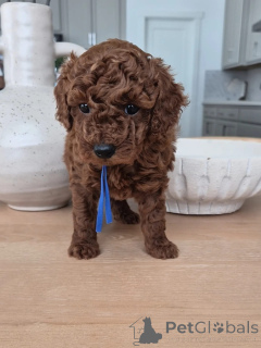 Foto №1. pudel (toy) - zum Verkauf in der Stadt Albi | verhandelt | Ankündigung № 167157