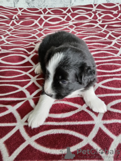 Foto №4. Ich werde verkaufen mischlingshund in der Stadt Minsk. quotient 	ankündigung - preis - Frei