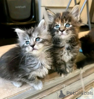 Foto №1. maine-coon-katze - zum Verkauf in der Stadt Berlin | 300€ | Ankündigung № 137220