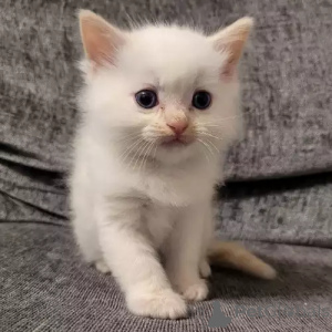 Foto №2 zu Ankündigung № 167243 zu verkaufen ragdoll-katze - einkaufen Deutschland quotient 	ankündigung