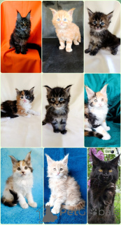 Foto №1. maine-coon-katze - zum Verkauf in der Stadt Moskwa | 808€ | Ankündigung № 169055