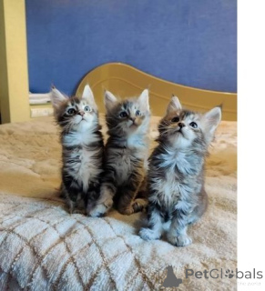 Foto №1. maine-coon-katze - zum Verkauf in der Stadt Pocking | 350€ | Ankündigung № 149731