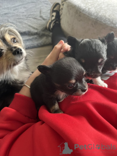 Foto №1. chihuahua - zum Verkauf in der Stadt Tampa | 298€ | Ankündigung № 143853