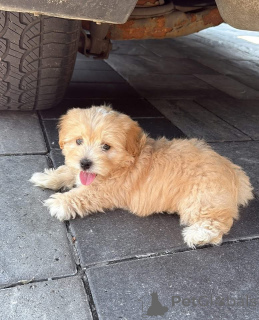 Foto №1.  - zum Verkauf in der Stadt Indiana | 630€ | Ankündigung № 161562