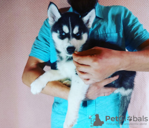 Foto №3. Siberian Husky Welpen zu verkaufen.. Russische Föderation
