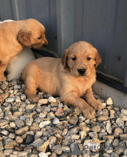 Foto №1. golden retriever - zum Verkauf in der Stadt Berlin | Frei | Ankündigung № 125192