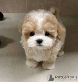 Foto №2 zu Ankündigung № 133930 zu verkaufen pudel (royal) - einkaufen USA 