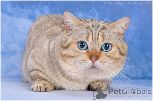 Foto №1. Paarung Service - züchten: munchkin kurzhaar. Preis - 0€