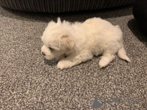 Foto №3. Bichon frise. Tschechische Republik