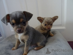 Foto №3. Chihuahua-Welpen. Schweden