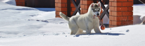 Foto №4. Ich werde verkaufen siberian husky in der Stadt Tjumen. vom kindergarten - preis - verhandelt