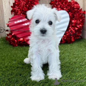 Foto №1.  - zum Verkauf in der Stadt Berlin | 600€ | Ankündigung № 134842