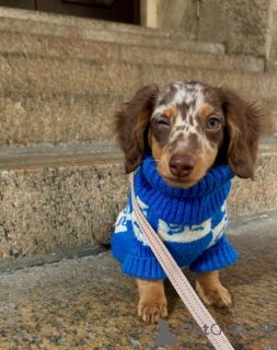 Foto №3. Süße, entzückende Dackelwelpen zum Verkauf. Kontaktieren Sie WhatsApp Business. Deutschland