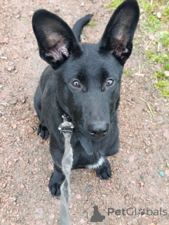 Foto №4. Ich werde verkaufen mischlingshund in der Stadt St. Petersburg. quotient 	ankündigung - preis - Frei