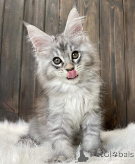 Foto №2 zu Ankündigung № 161779 zu verkaufen maine-coon-katze - einkaufen USA züchter