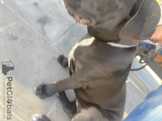 Foto №1. cane corso italiano - zum Verkauf in der Stadt Warschau | 700€ | Ankündigung № 77437