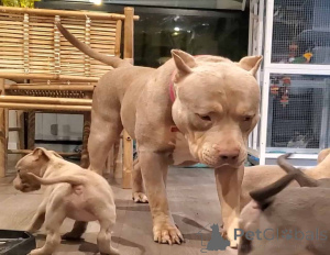 Foto №3. Amerikanische Bully Welpen zum Verkauf. Deutschland